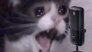 giphy cat.gif