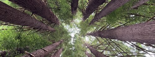 Redwood Kings